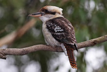 Load image into Gallery viewer, Small Kookaburra Feather Necklace - FeatherTribe
