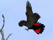 Load image into Gallery viewer, Small Male Red Tailed Black Cockatoo Feather Necklace - FeatherTribe