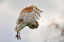 Load image into Gallery viewer, Owl Feather Necklace - FeatherTribe