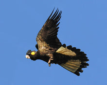 Load image into Gallery viewer, Small Yellow Tailed Black Cockatoo Feather Necklace
