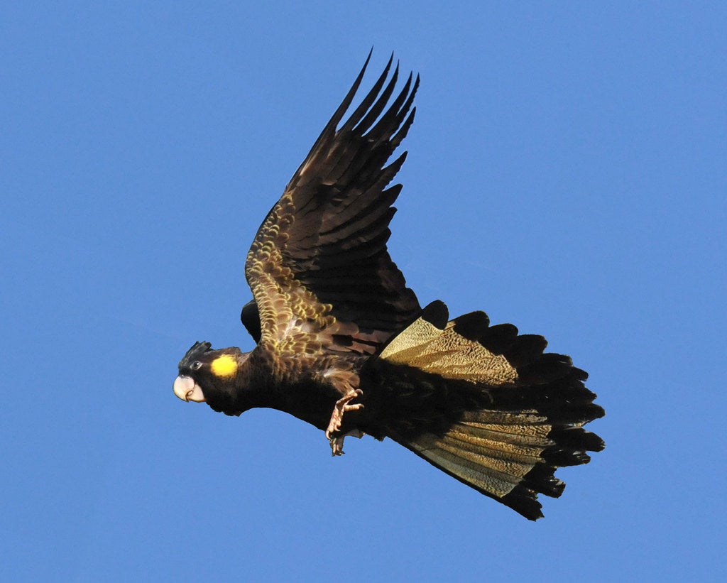 Yellow Tailed Black Cockatoo Feather Necklace - FeatherTribe